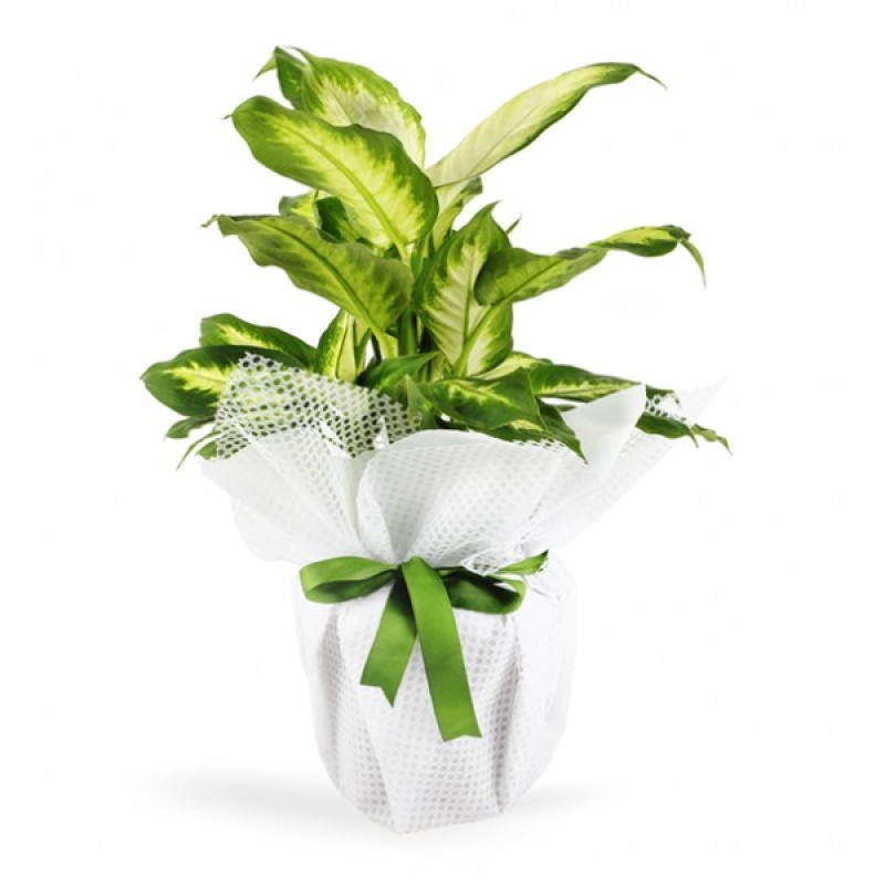 Dieffenbachia Saksı Bitkisi