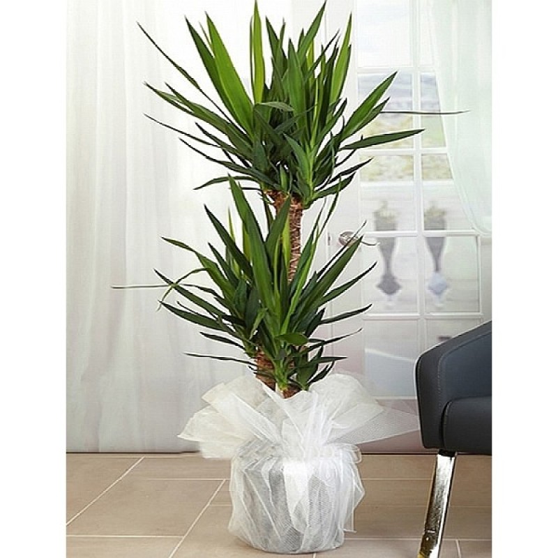 Üçlü Yucca 150cm