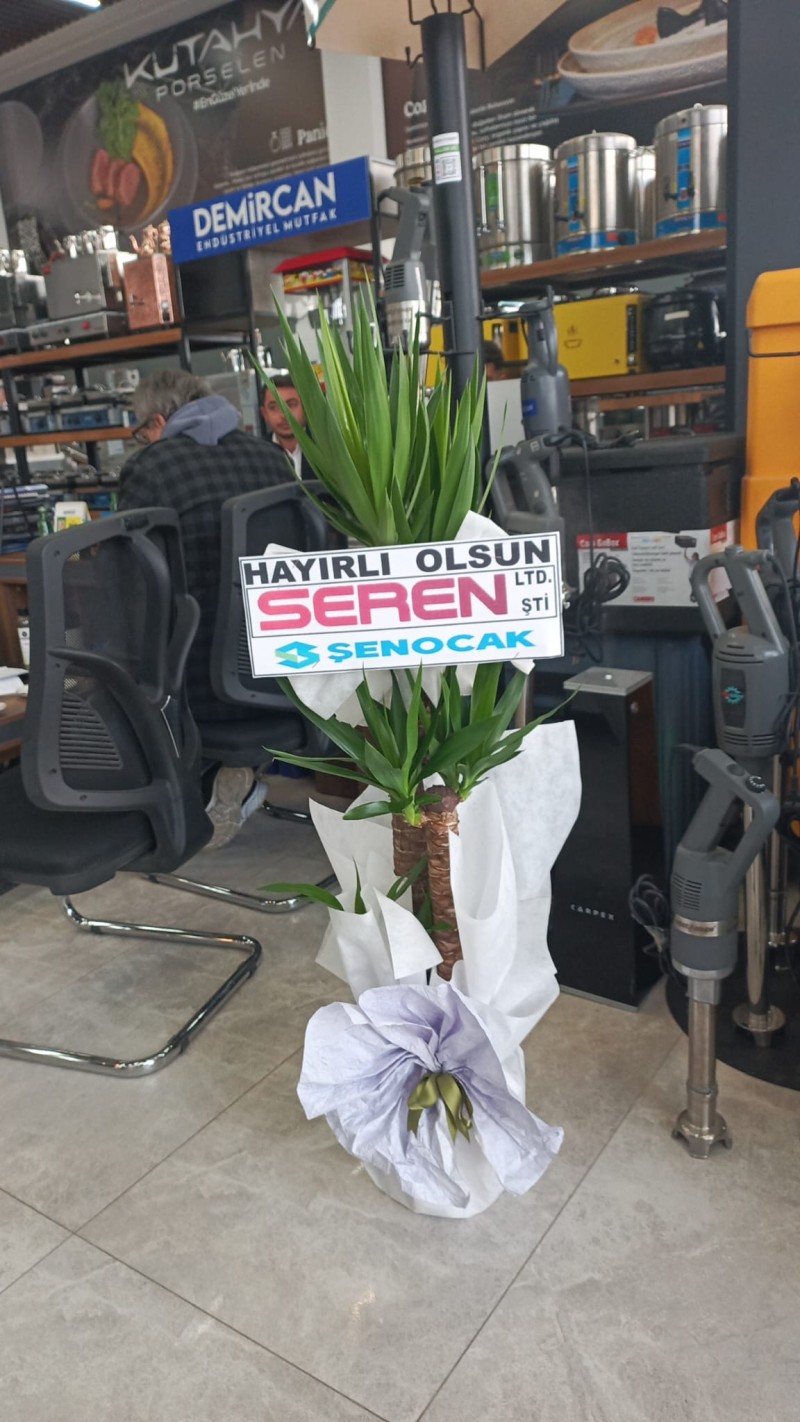 Üçlü Yucca 150cm