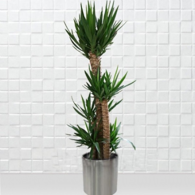 5 Gövdeli Yucca