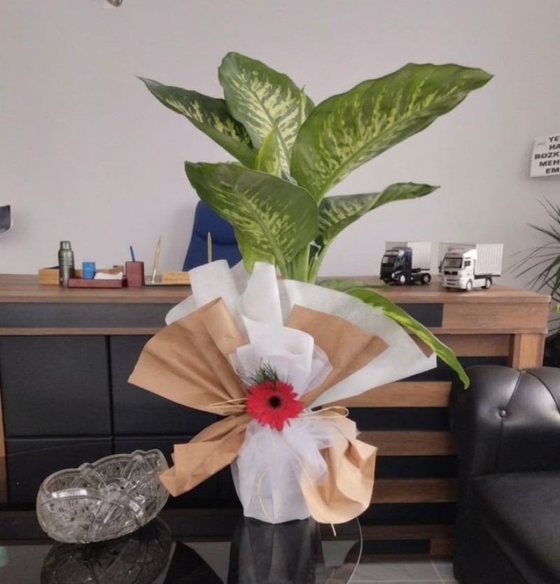 Tropic Saksı Çiçeği 