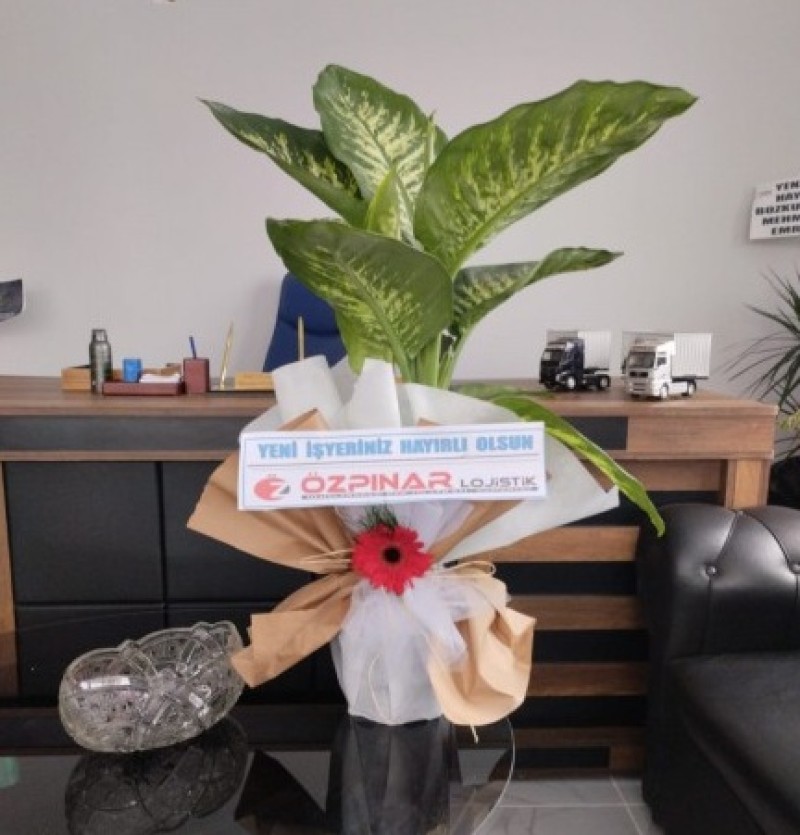 Tropic Saksı Çiçeği 