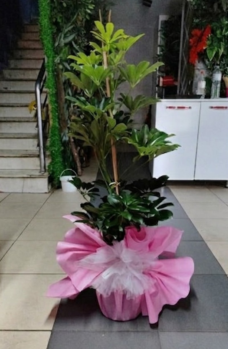 2'li Şeflera (Schefflera)
