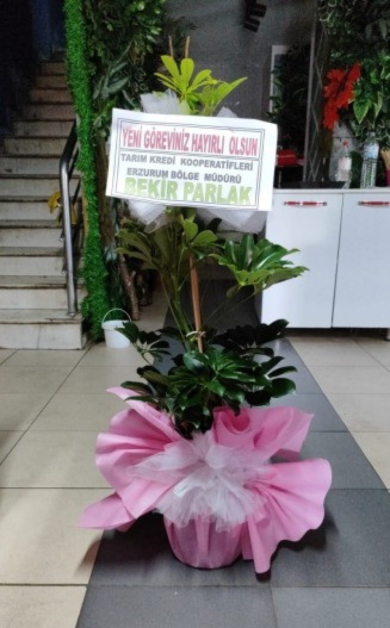 2'li Şeflera (Schefflera)