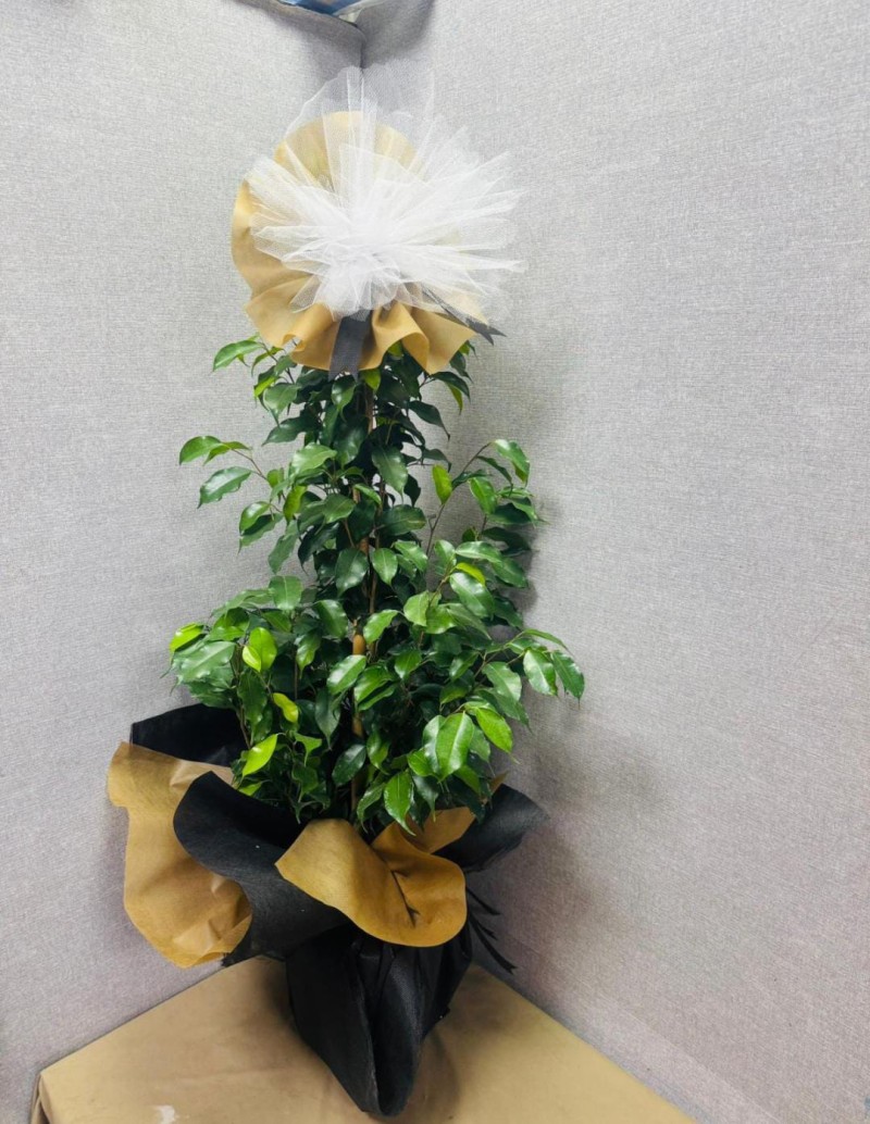 Ficus Benjamin Bitkisi
